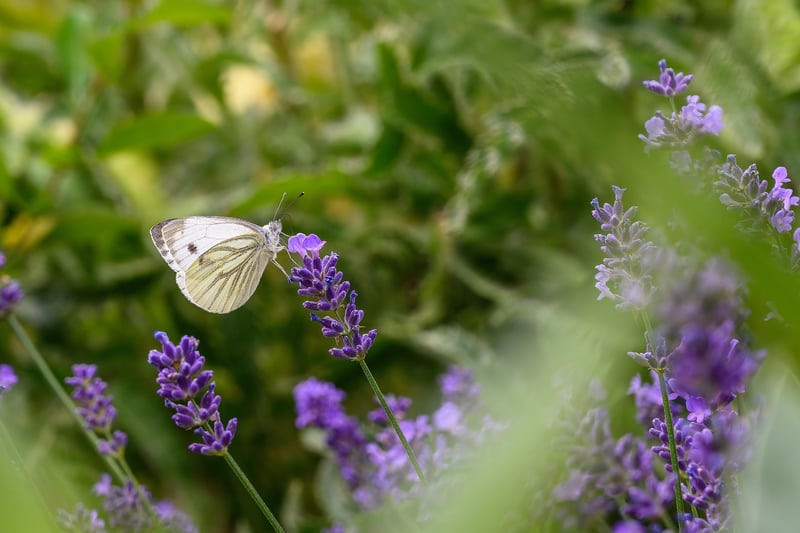 Garden with flowers and butterfly