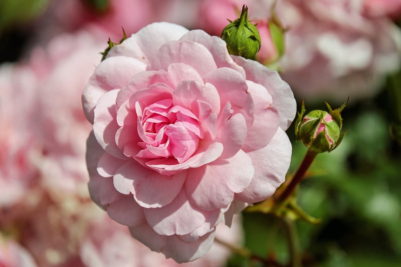 Rose garden