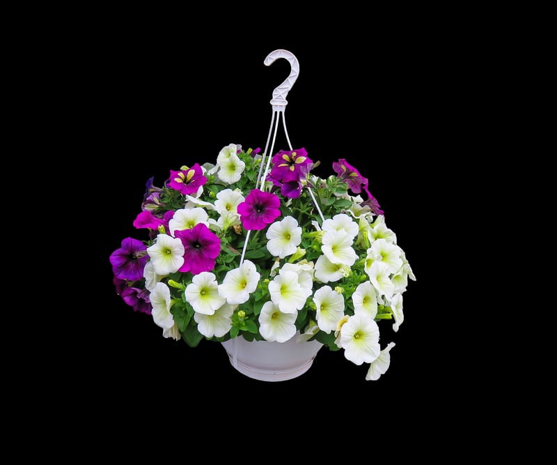 Hanging basket in a garden