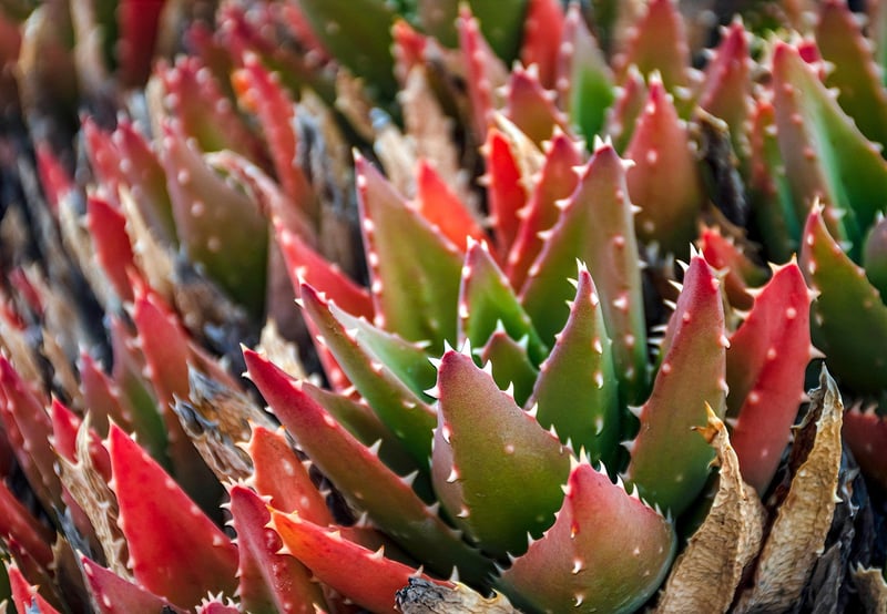 Succulents and Cacti Mix